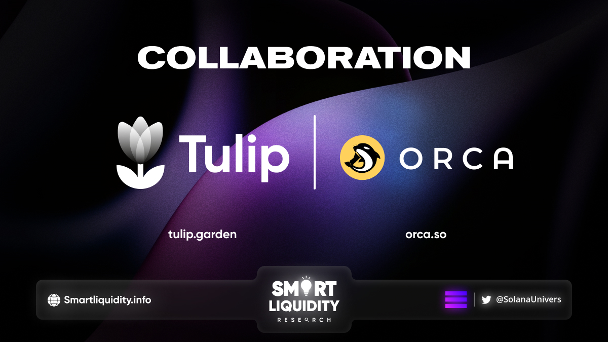 Tulip Protocol Partnership with Orca